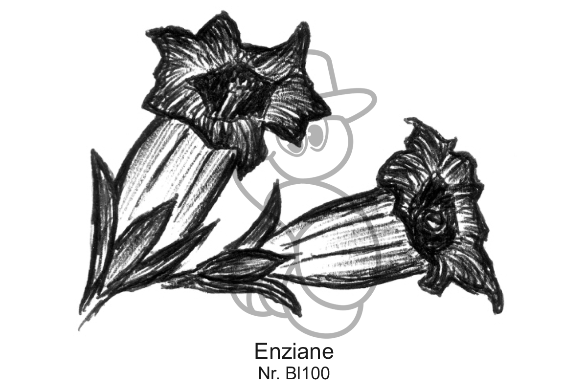 Enziane