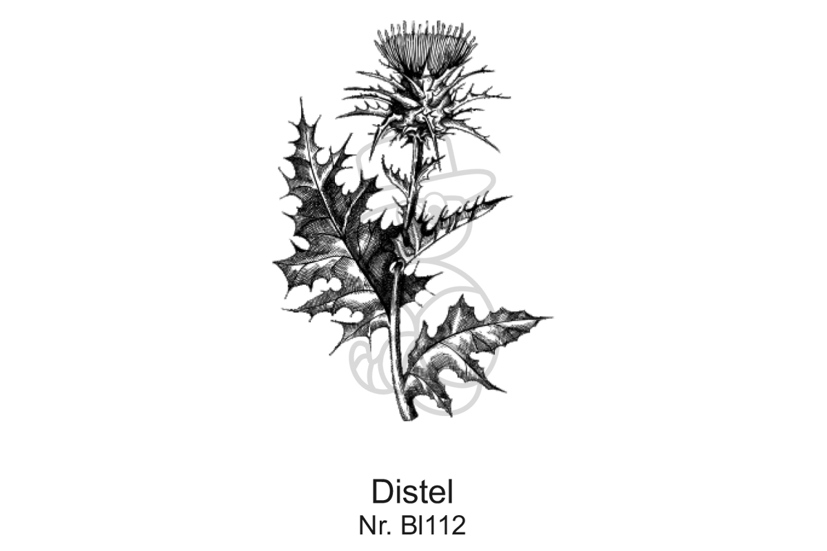 Distel mit Blumen