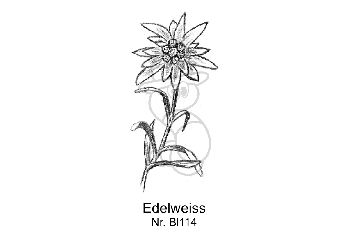 Edelweiss