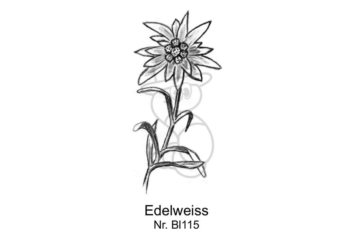 Edelweiss