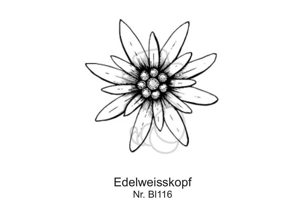 Edelweiss kopf