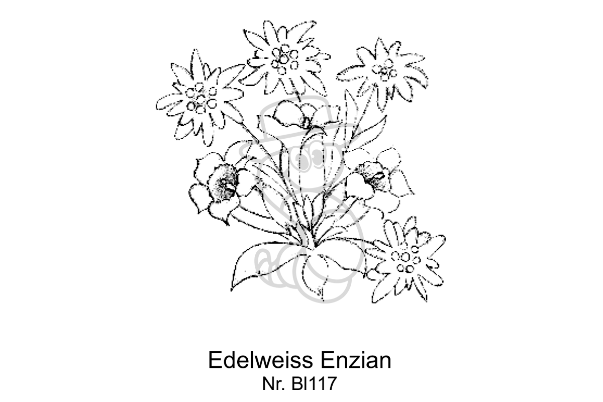 Edelweiss Enzian