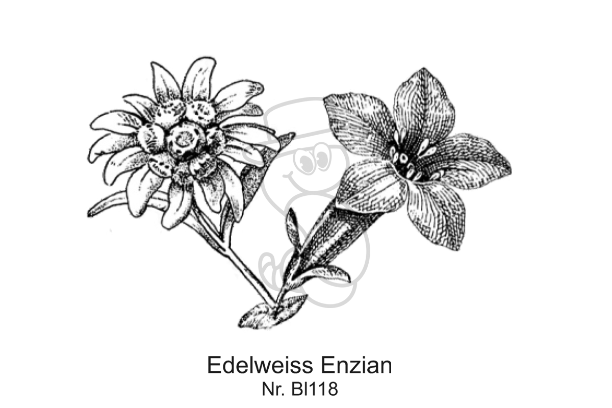 Edelweiss Enzian