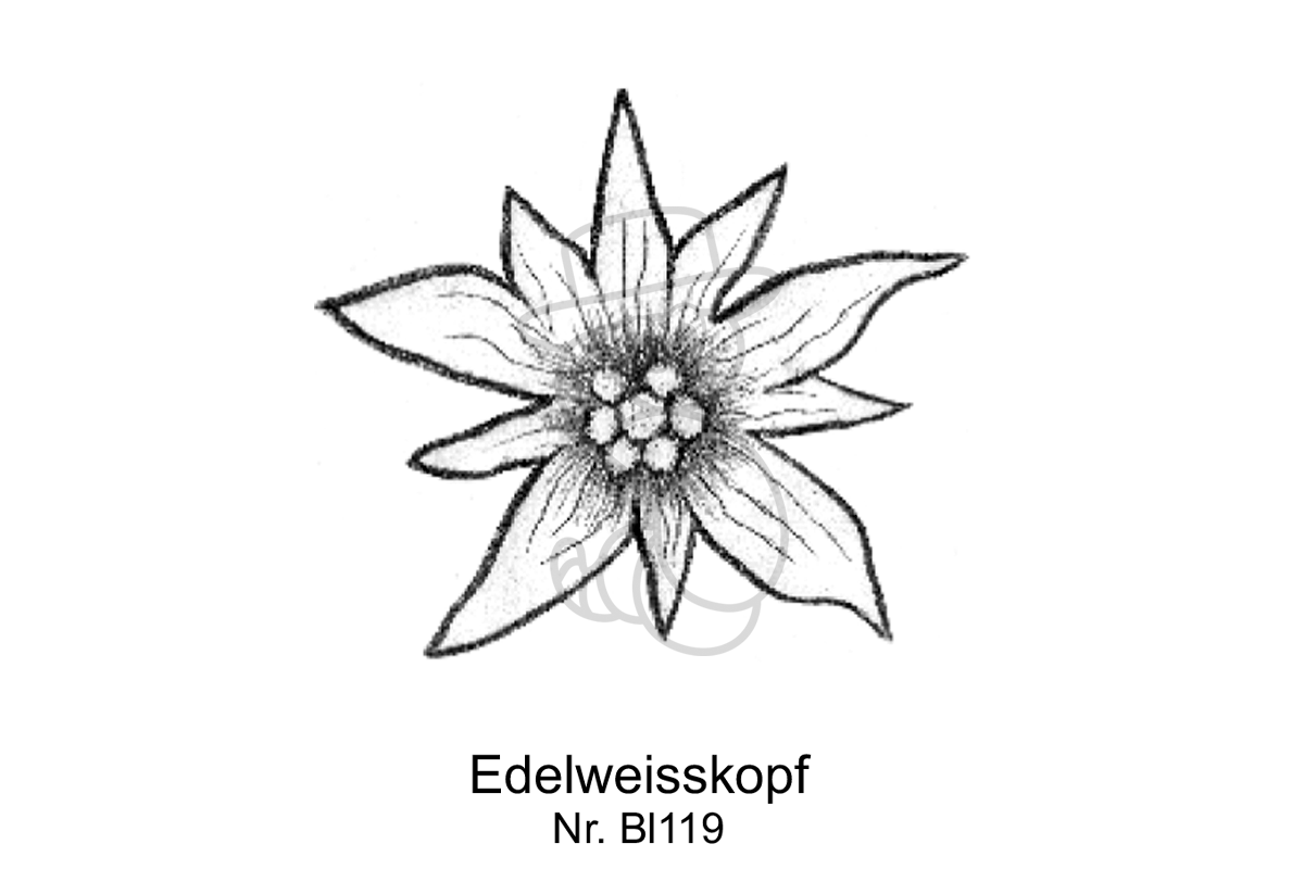 Edelweiss kopf