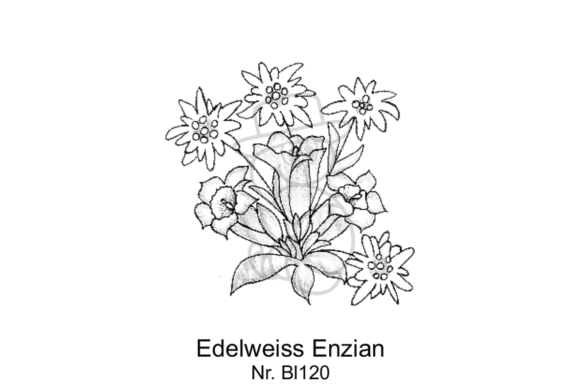 Edelweiss Enzian