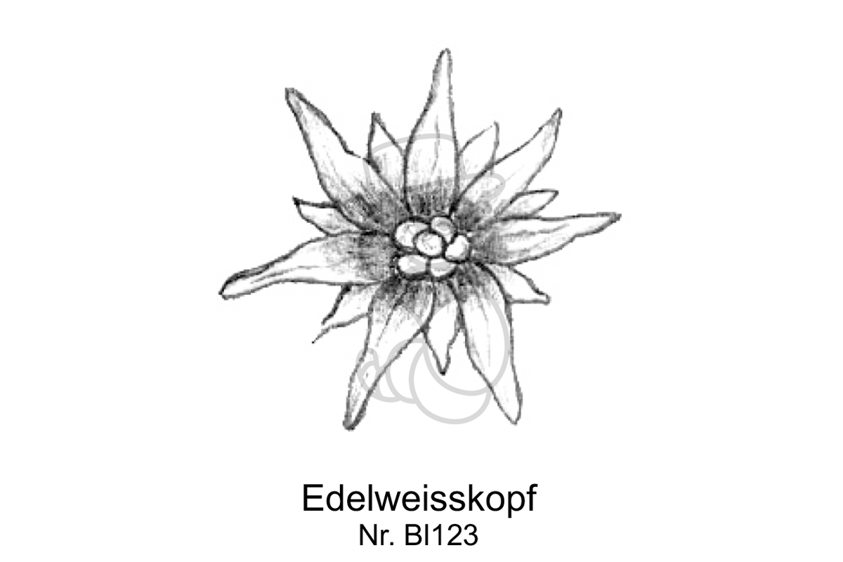 Edelweiss kopf