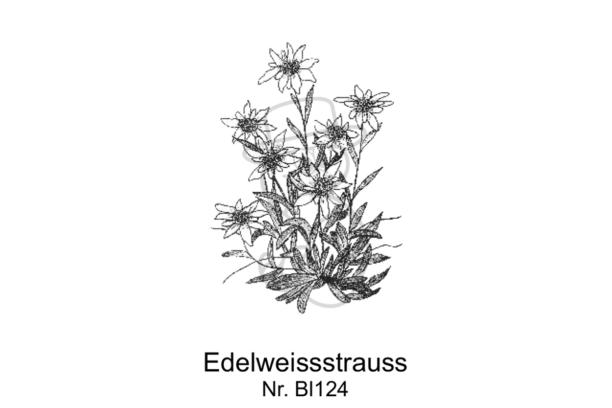 Edelweissstraus