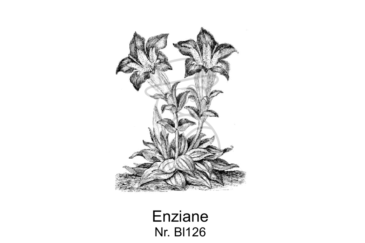 Enziane