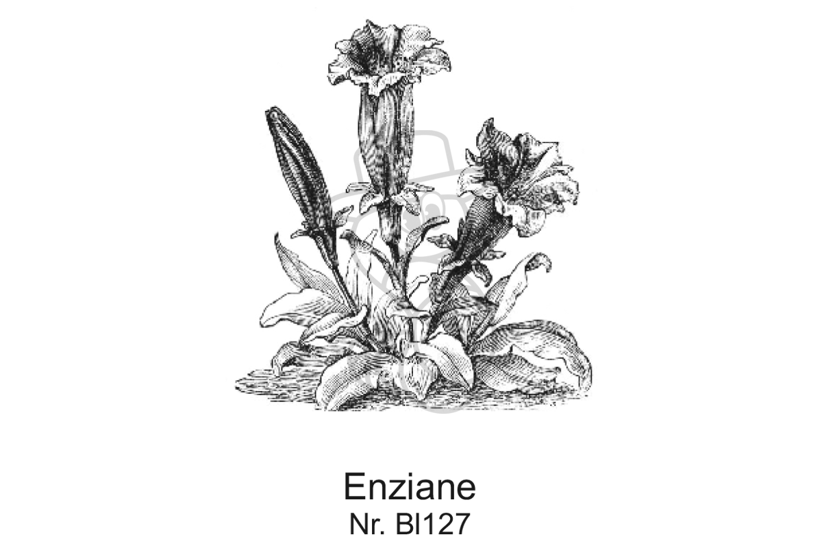 Enziane