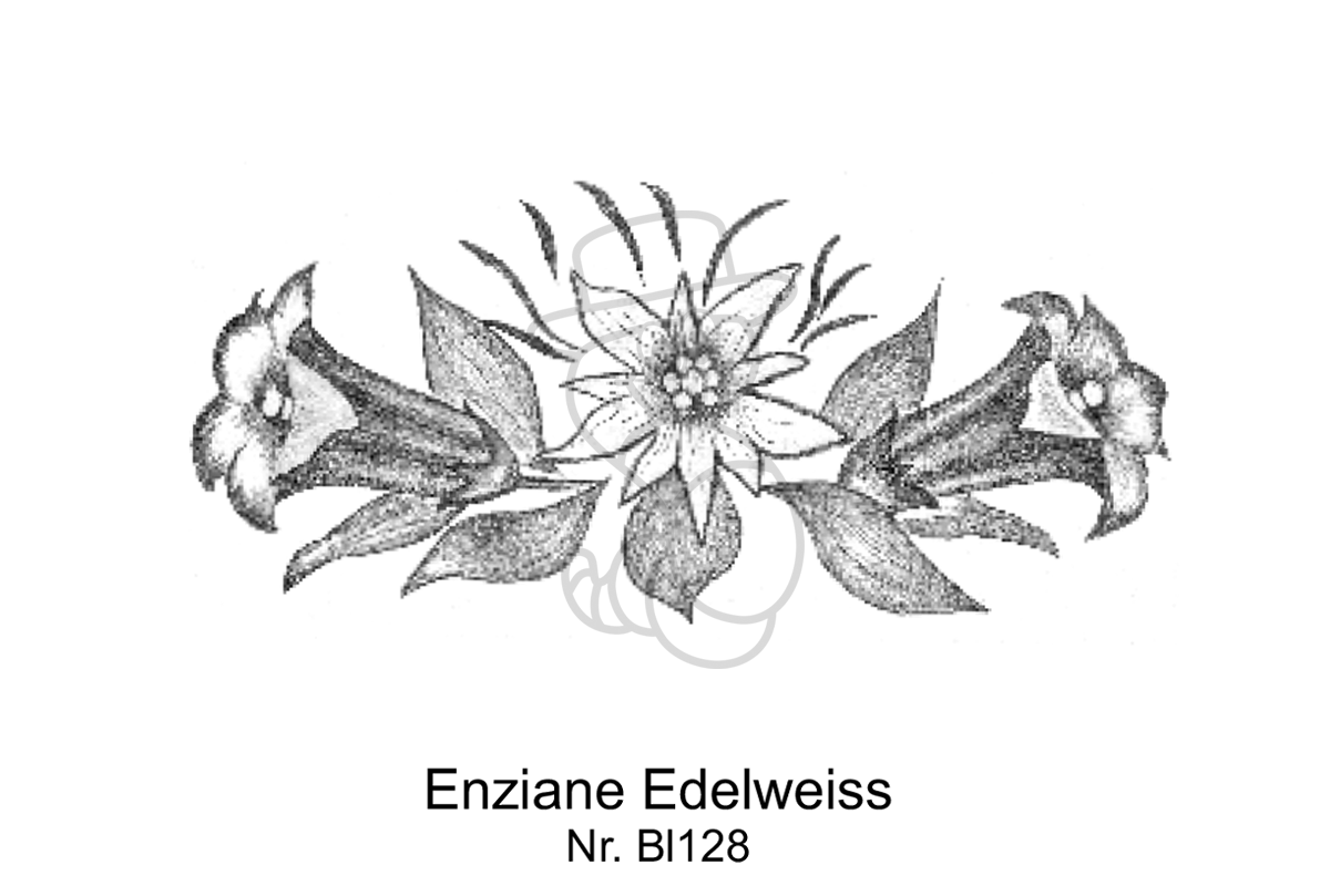Enziane Edelweiss