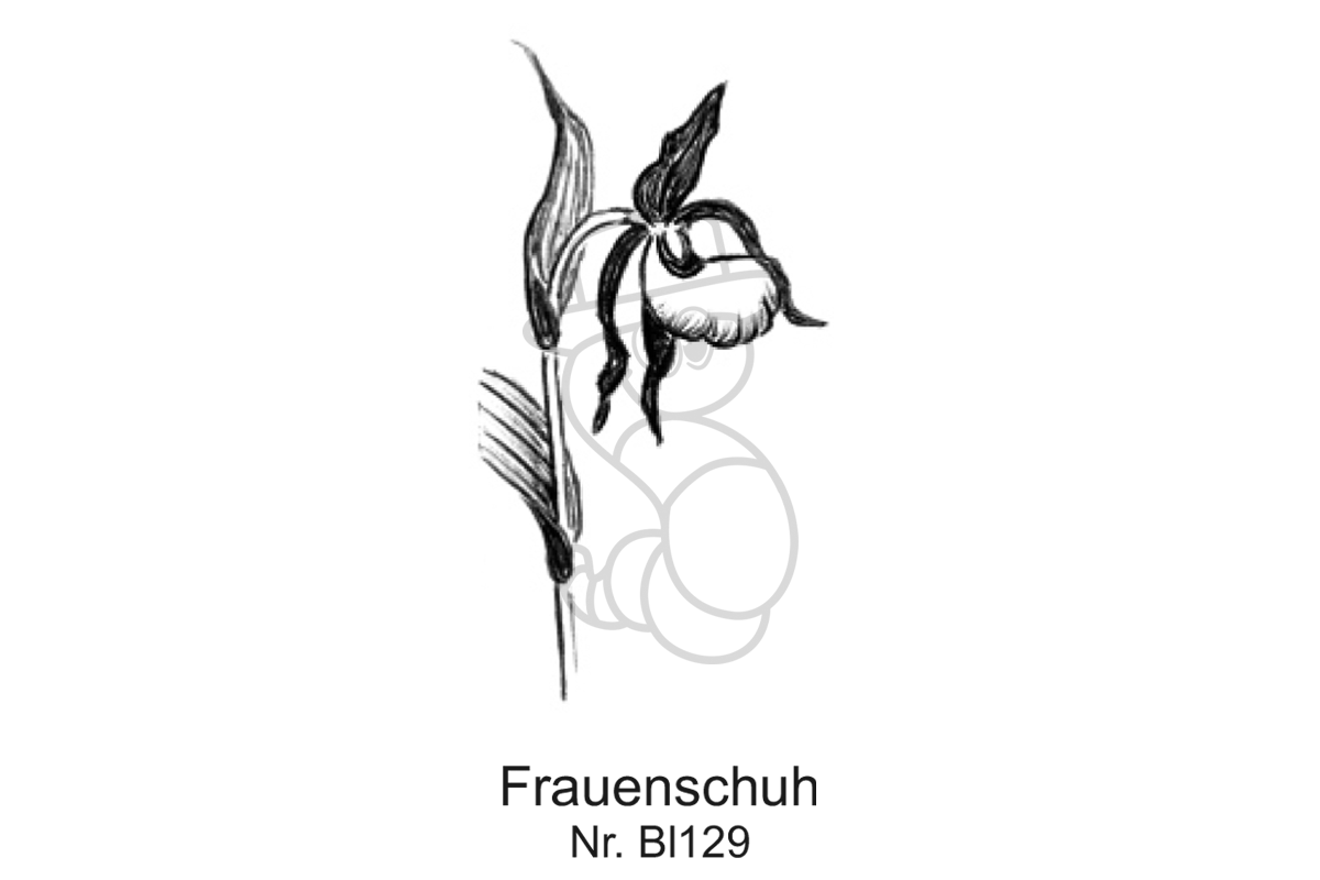 Frauenschuh