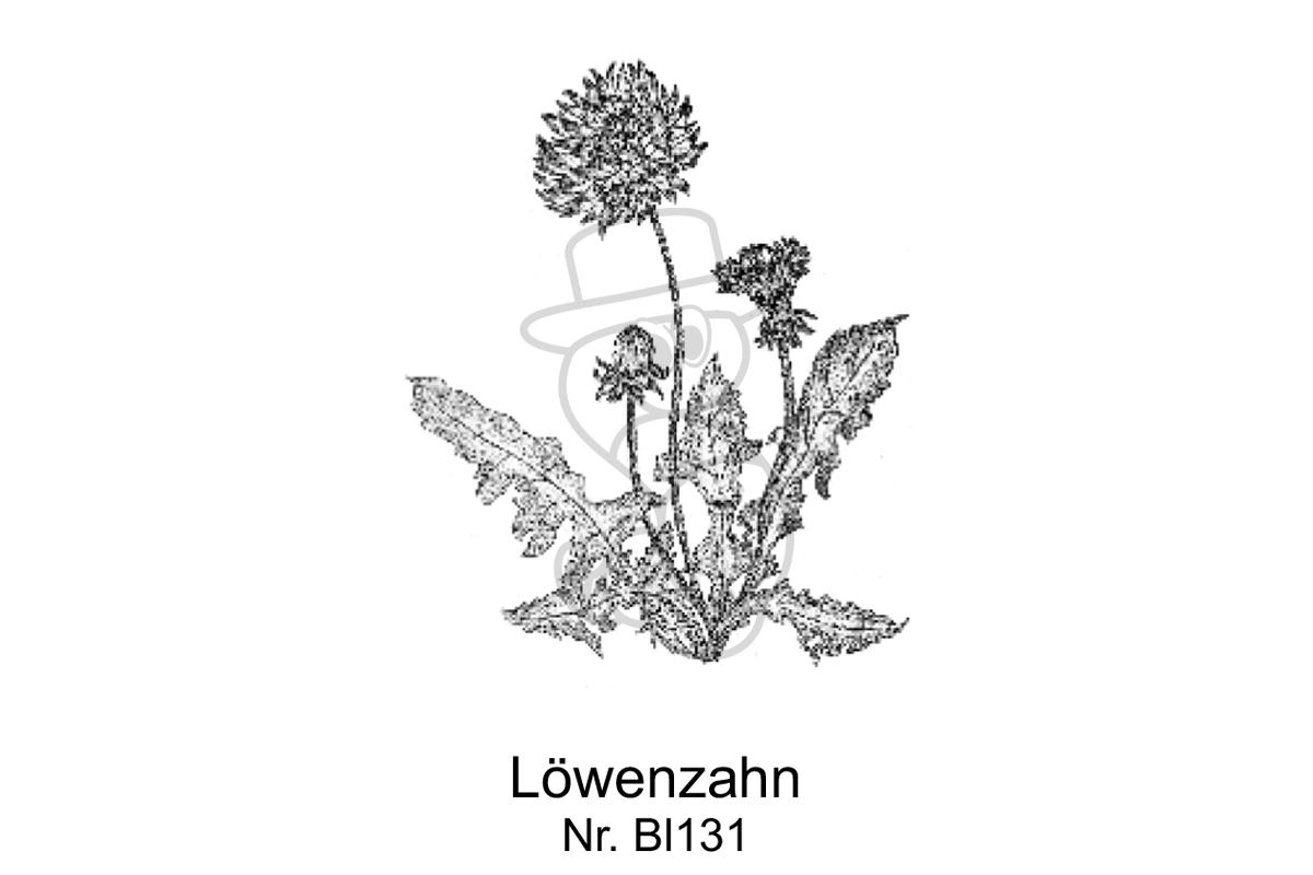 Loewenzahn
