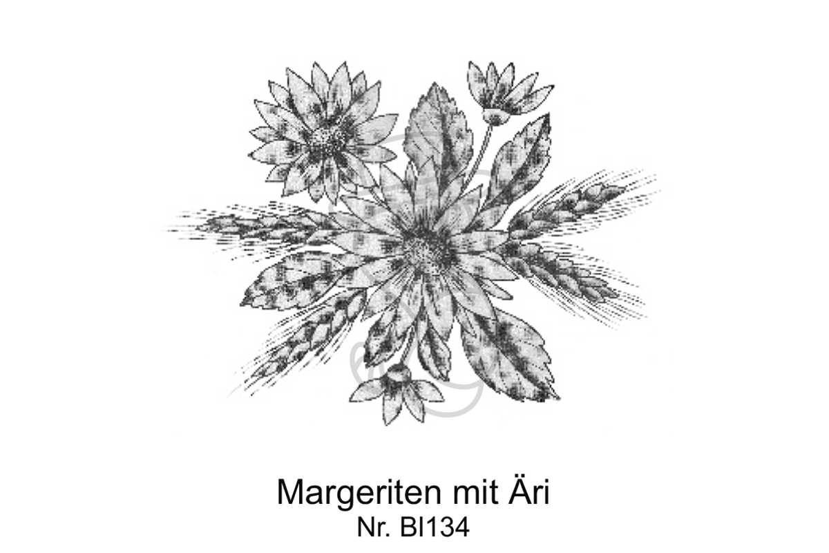 Margeriten mit Aeri
