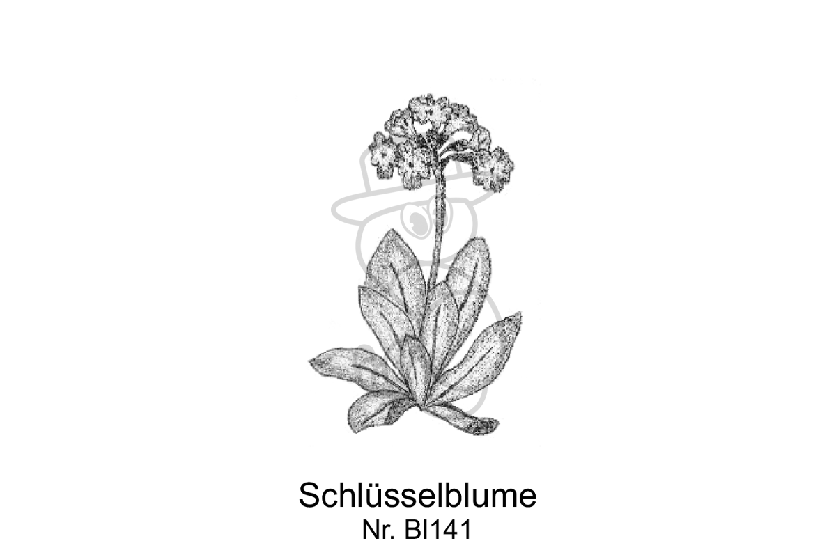 Schluesselblume