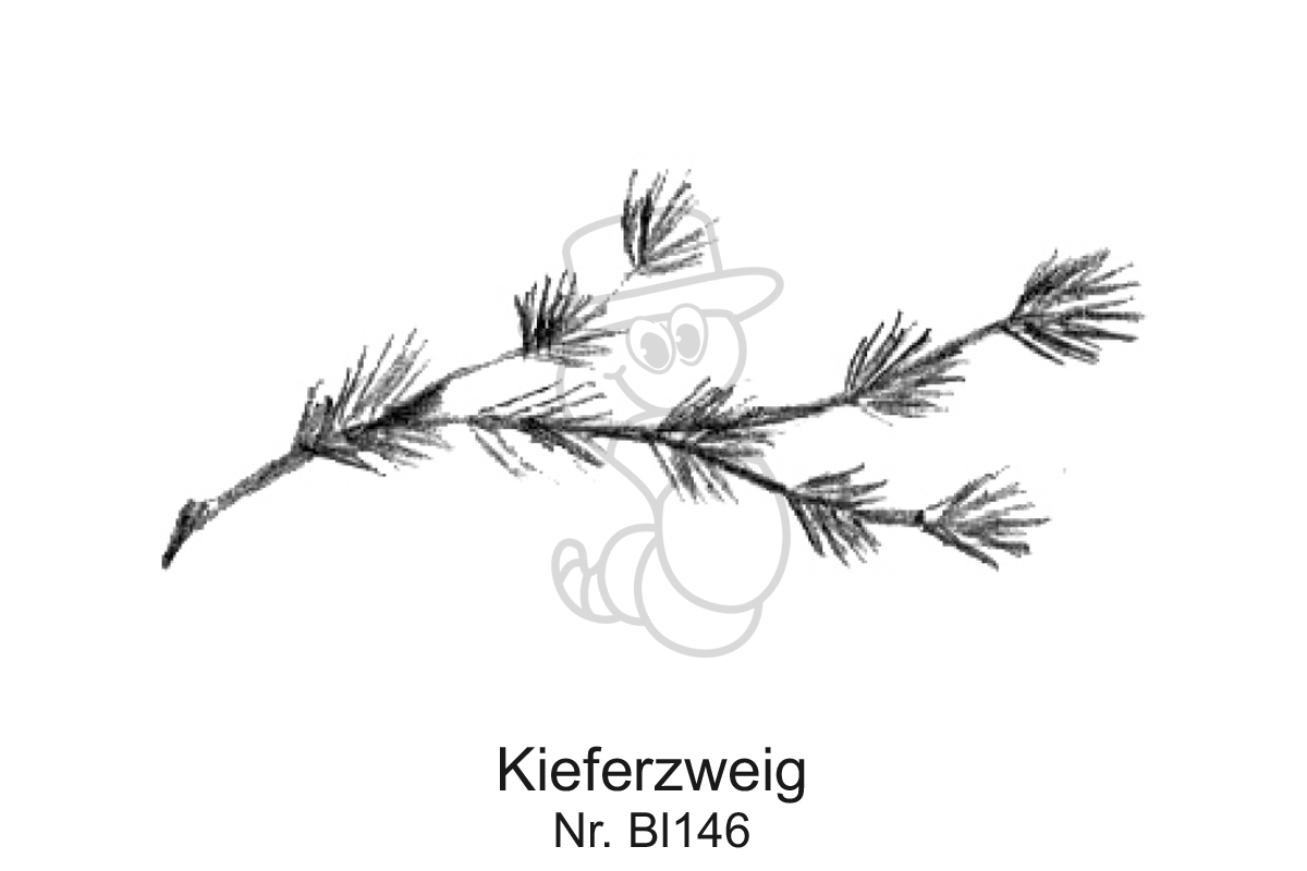 Kieferzweig