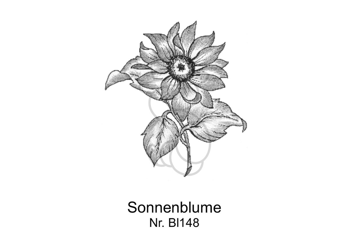 Sonnenblume