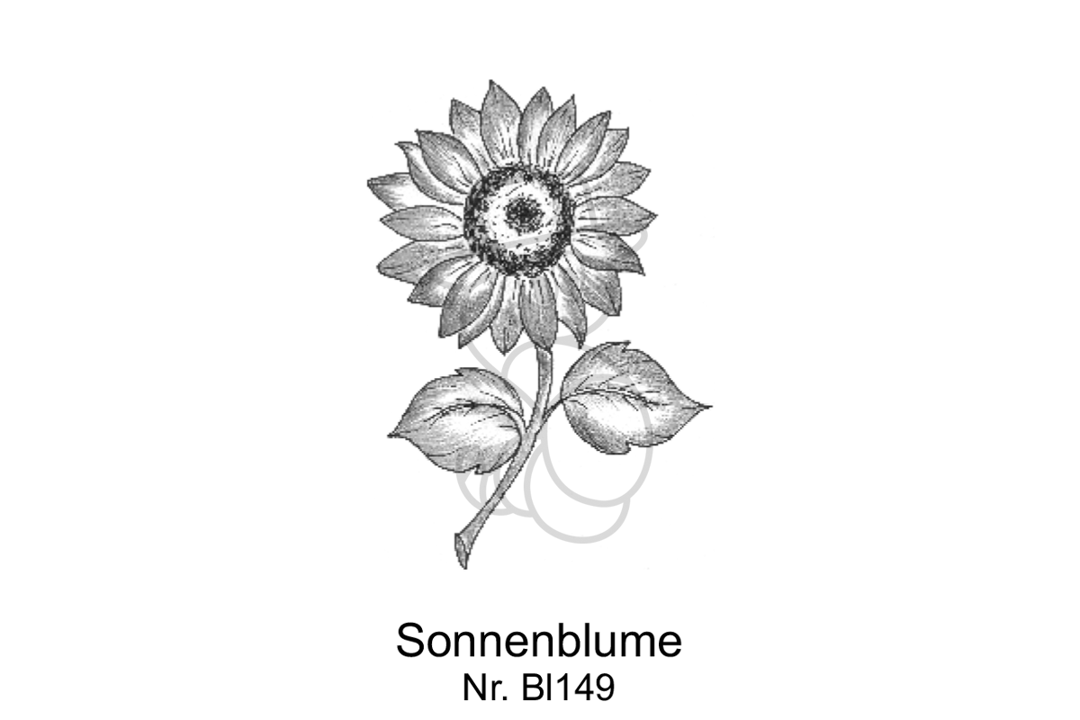 Sonnenblume