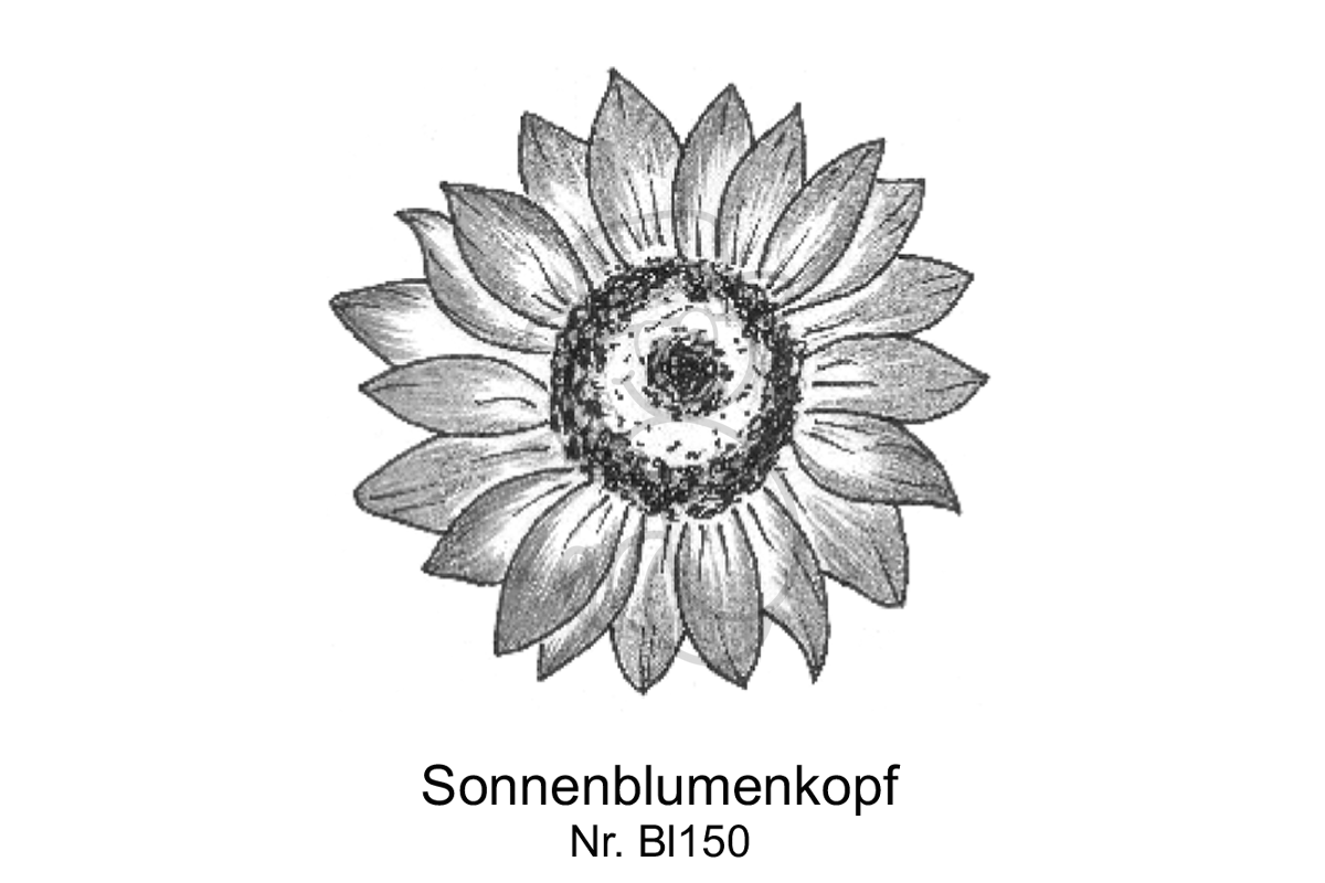 Sonnenblumenkopf